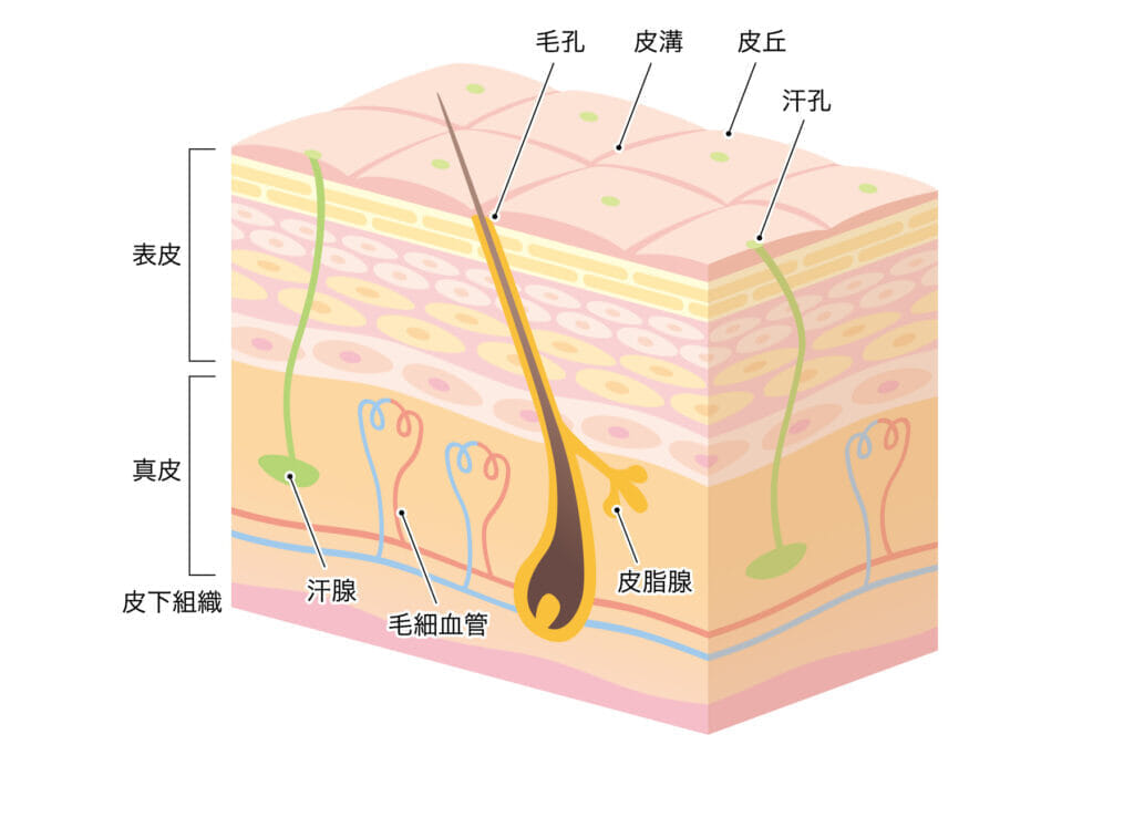 皮脂腺